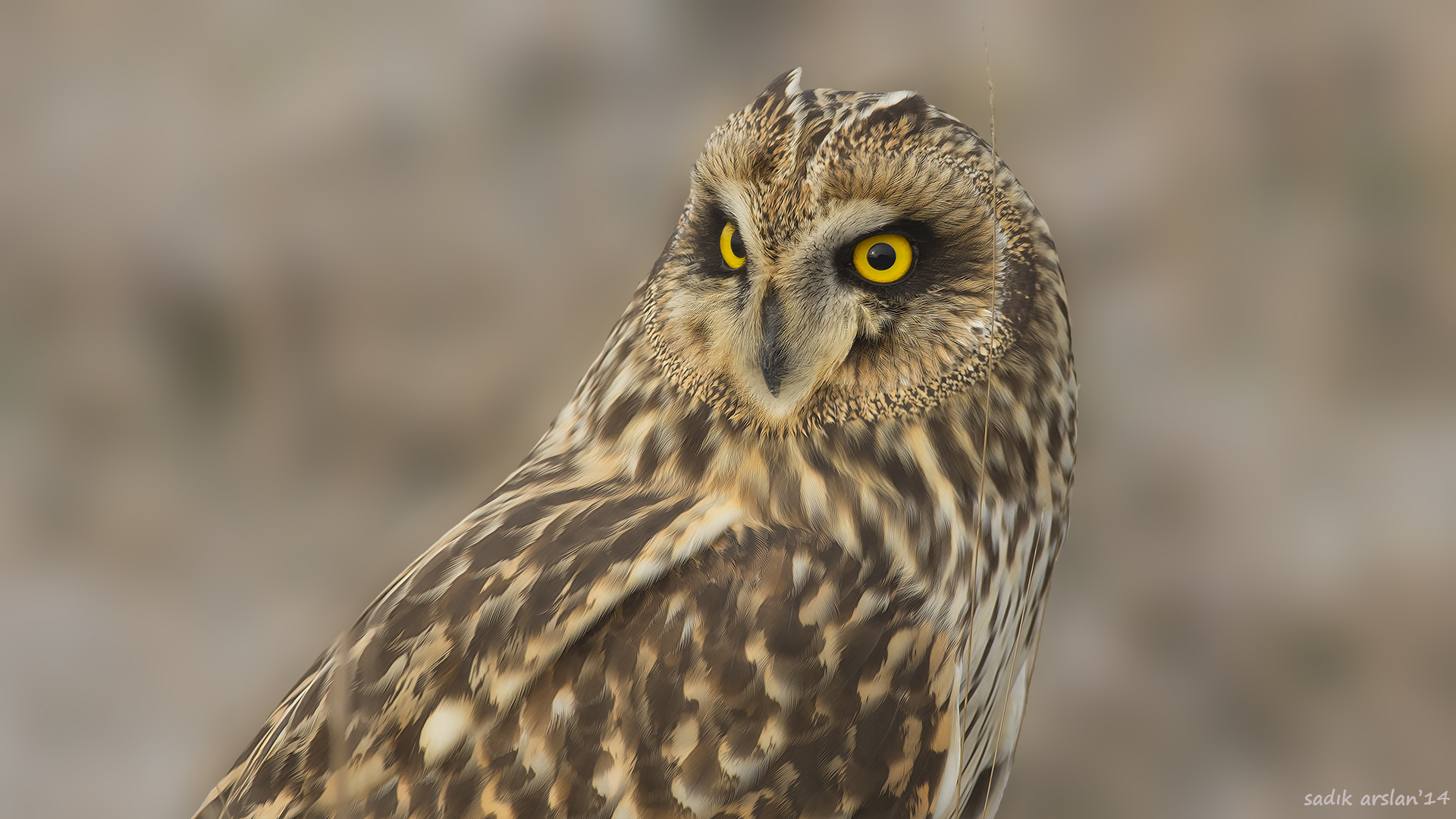 Kır baykuşu » Short-eared Owl » Asio flammeus