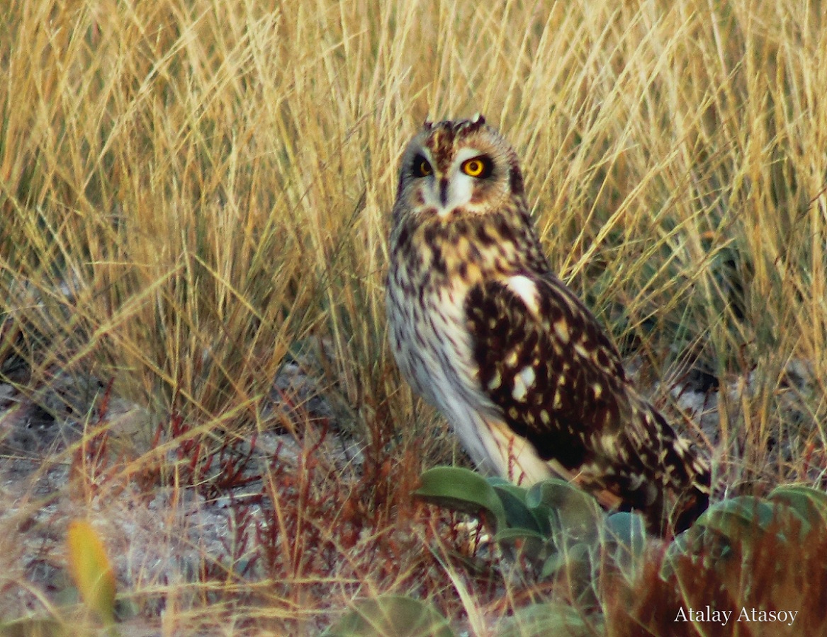 Kır baykuşu » Short-eared Owl » Asio flammeus