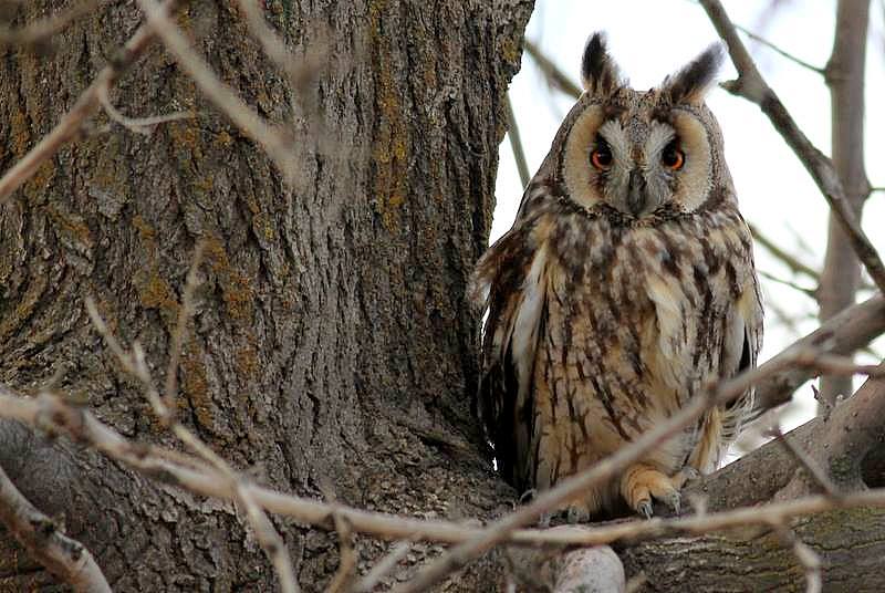 Kulaklı orman baykuşu » Long-eared Owl » Asio otus