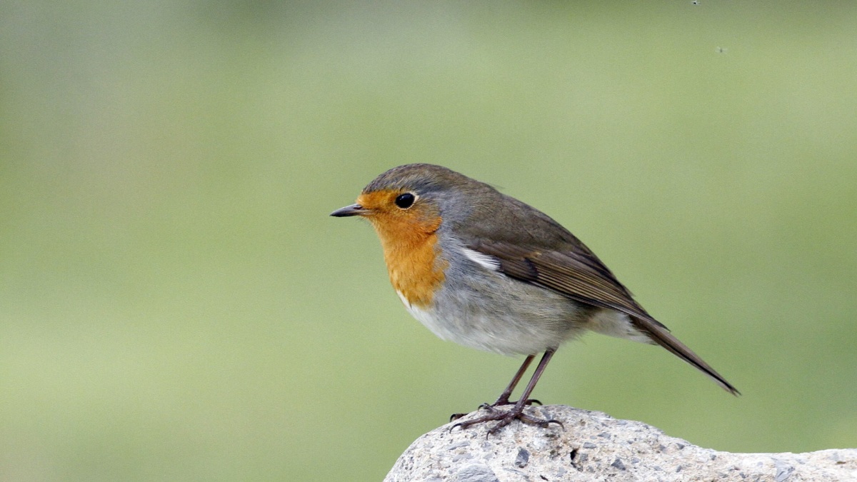 Kızılgerdan » European Robin » Erithacus rubecula