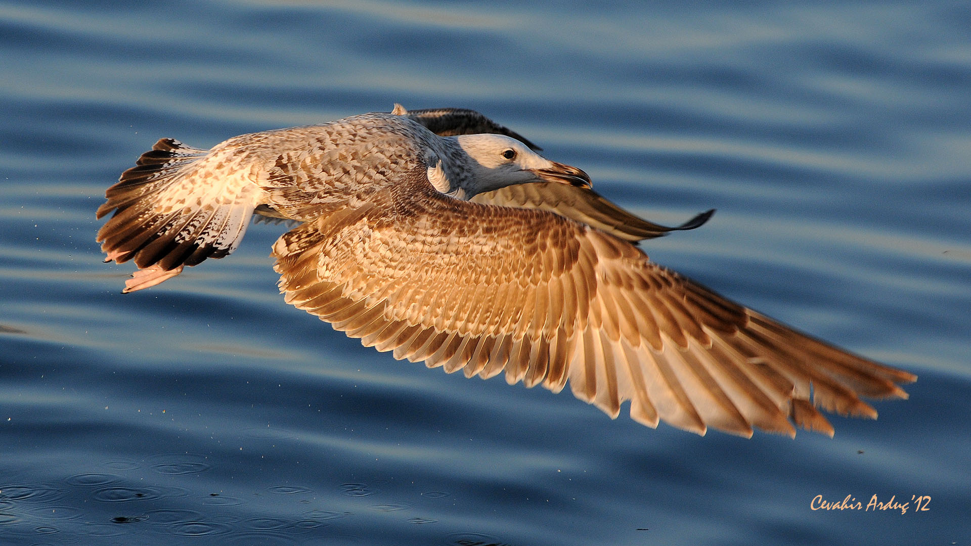 Hazar martısı » Caspian Gull » Larus cachinnans