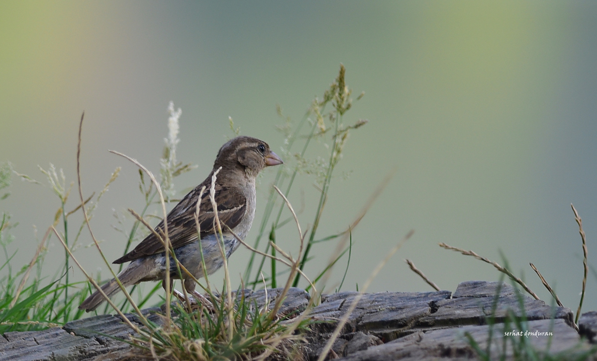 Serçe » House Sparrow » Passer domesticus