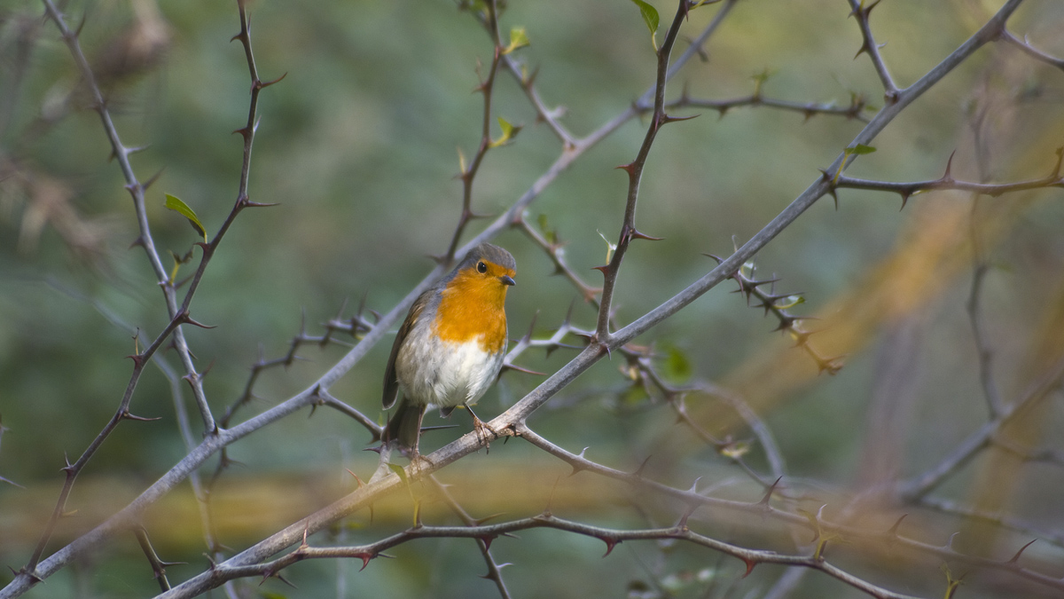 Kızılgerdan » European Robin » Erithacus rubecula