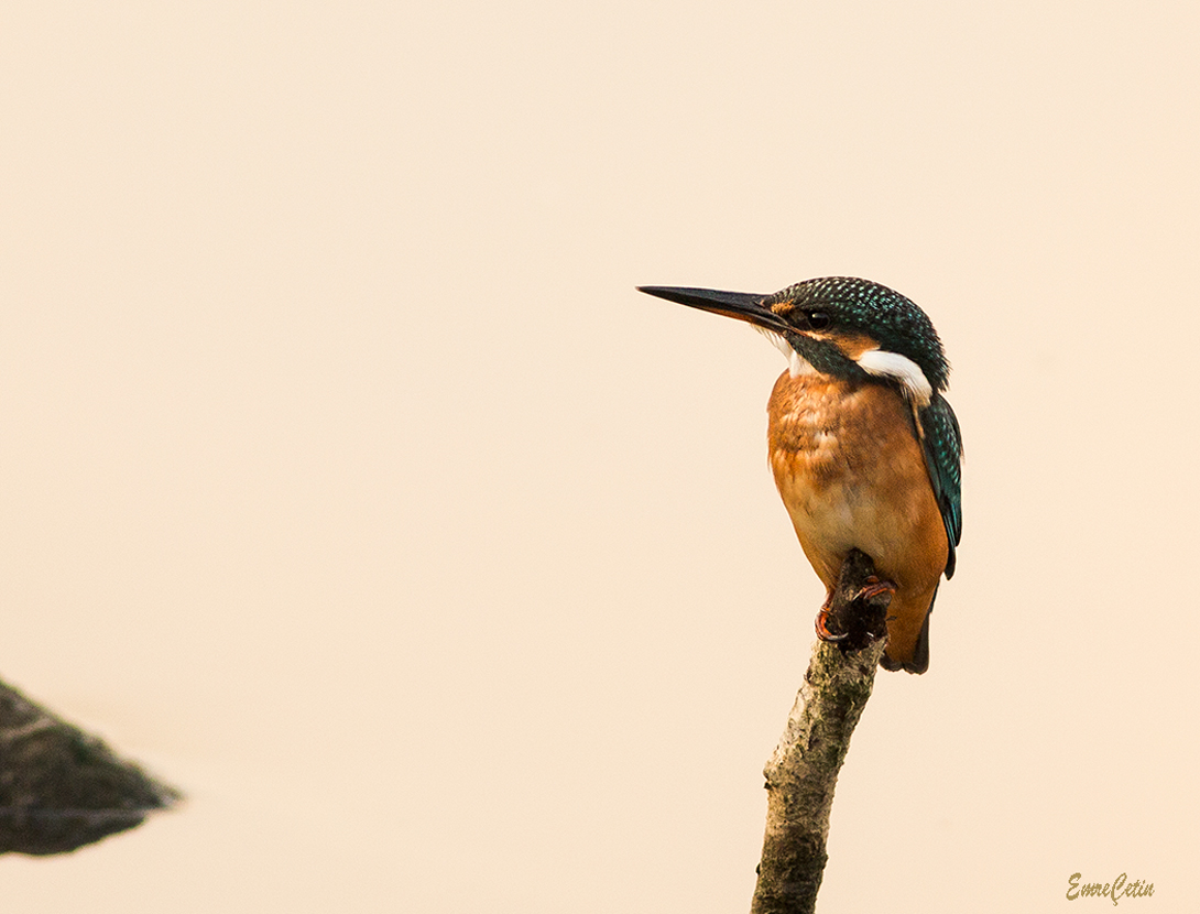 Yalıçapkını » Common Kingfisher » Alcedo atthis