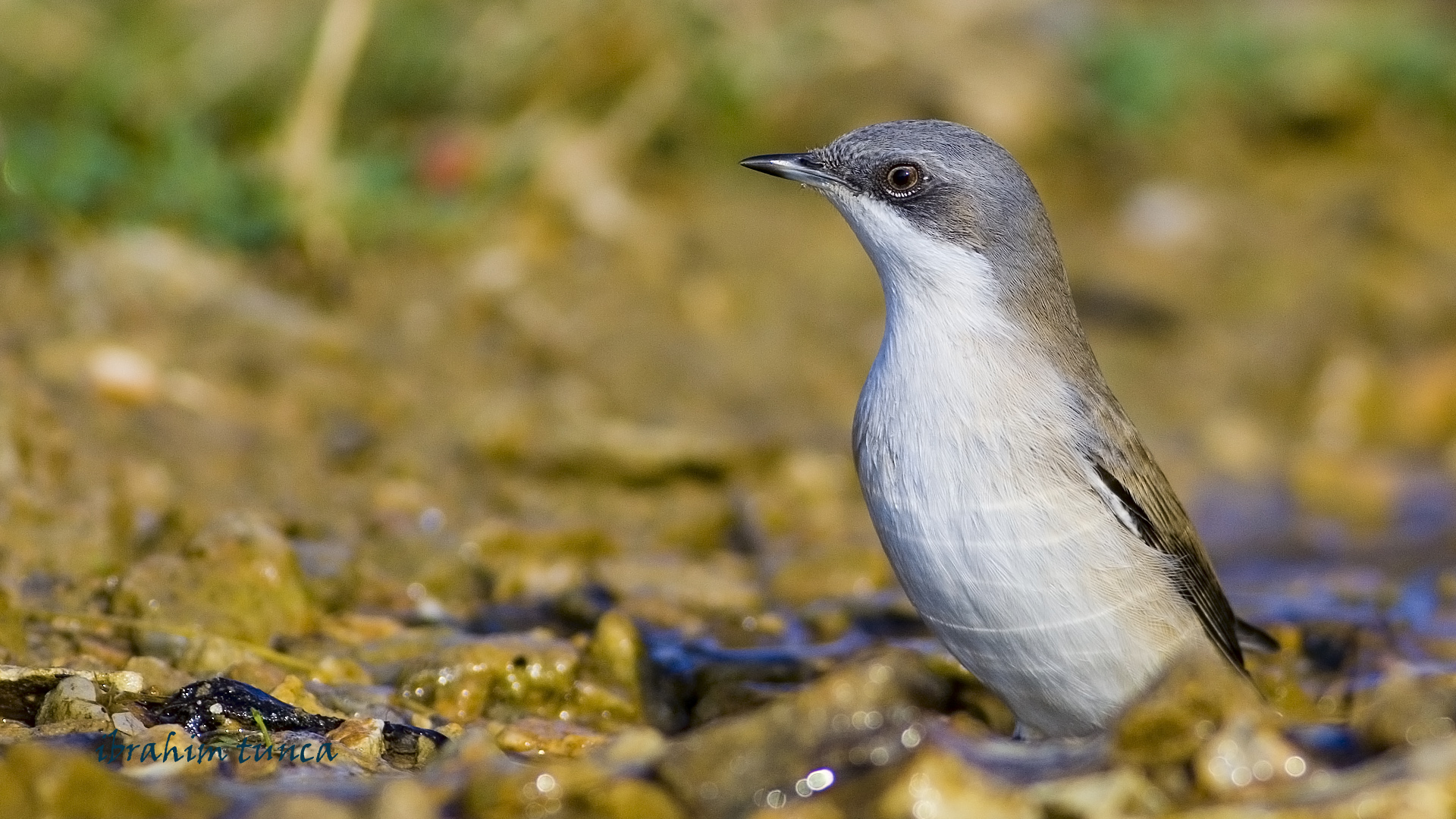 Küçük akgerdanlı ötleğen » Lesser Whitethroat » Sylvia curruca