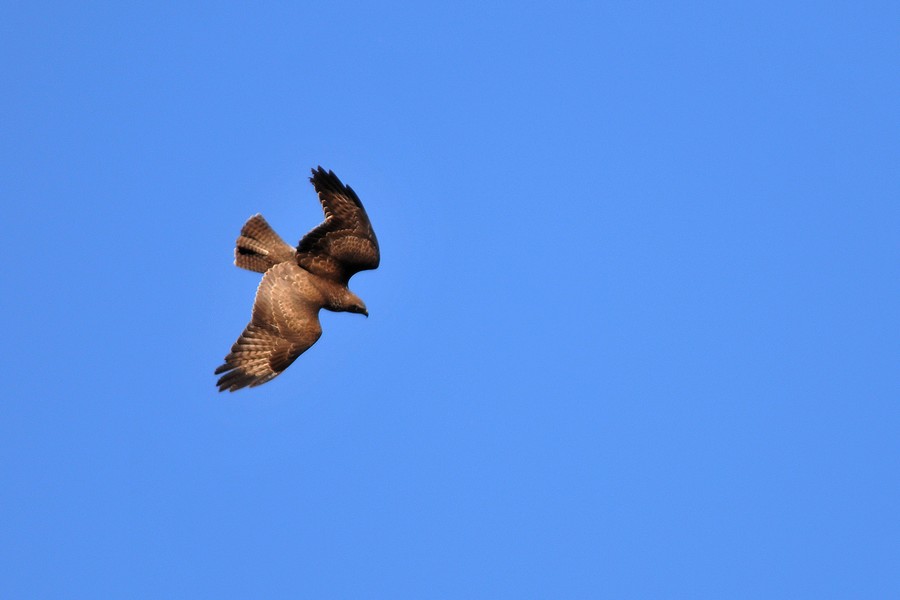 Şahin » Common Buzzard » Buteo buteo