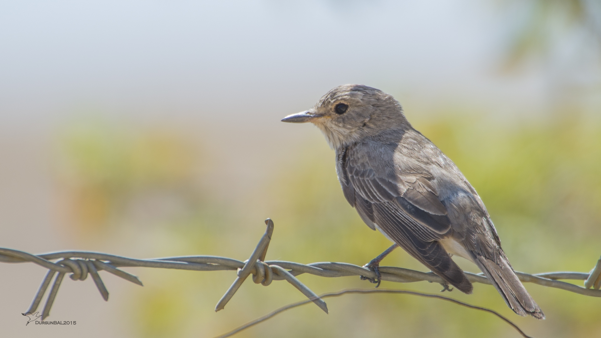Benekli sinekkapan » Spotted Flycatcher » Muscicapa striata