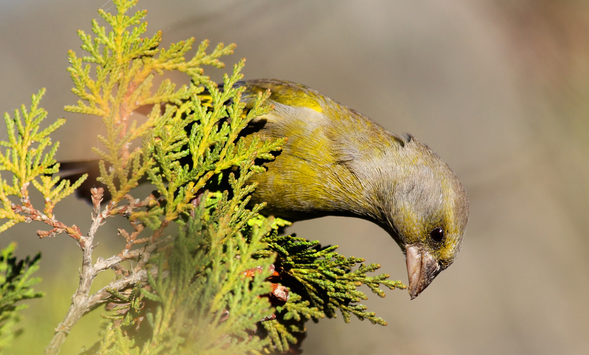 Florya » European Greenfinch » Chloris chloris