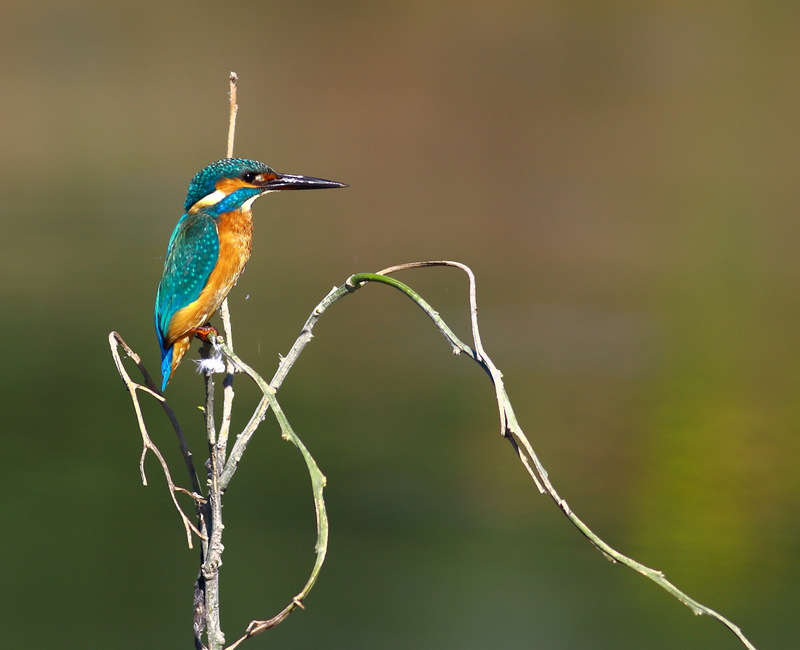 Yalıçapkını » Common Kingfisher » Alcedo atthis