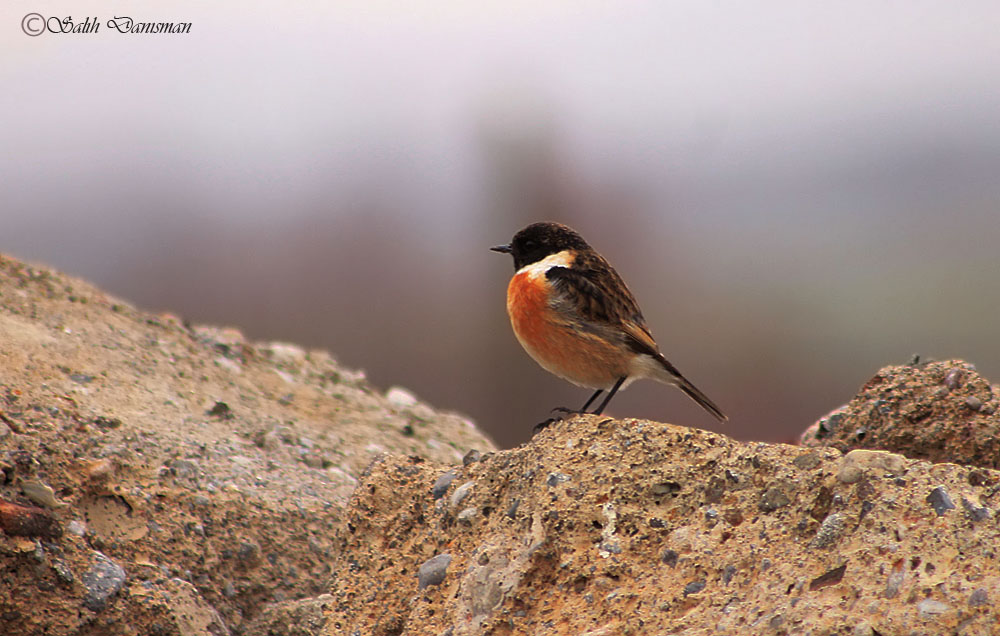Taşkuşu » European Stonechat » Saxicola rubicola