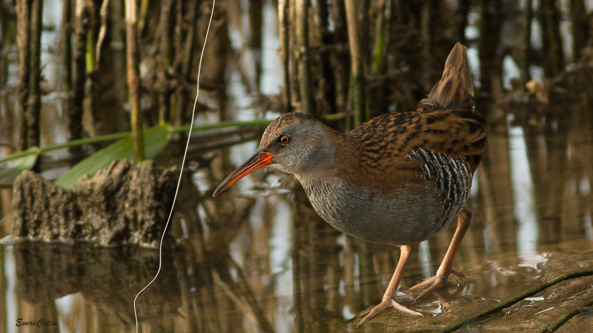 Sukılavuzu » Water Rail » Rallus aquaticus