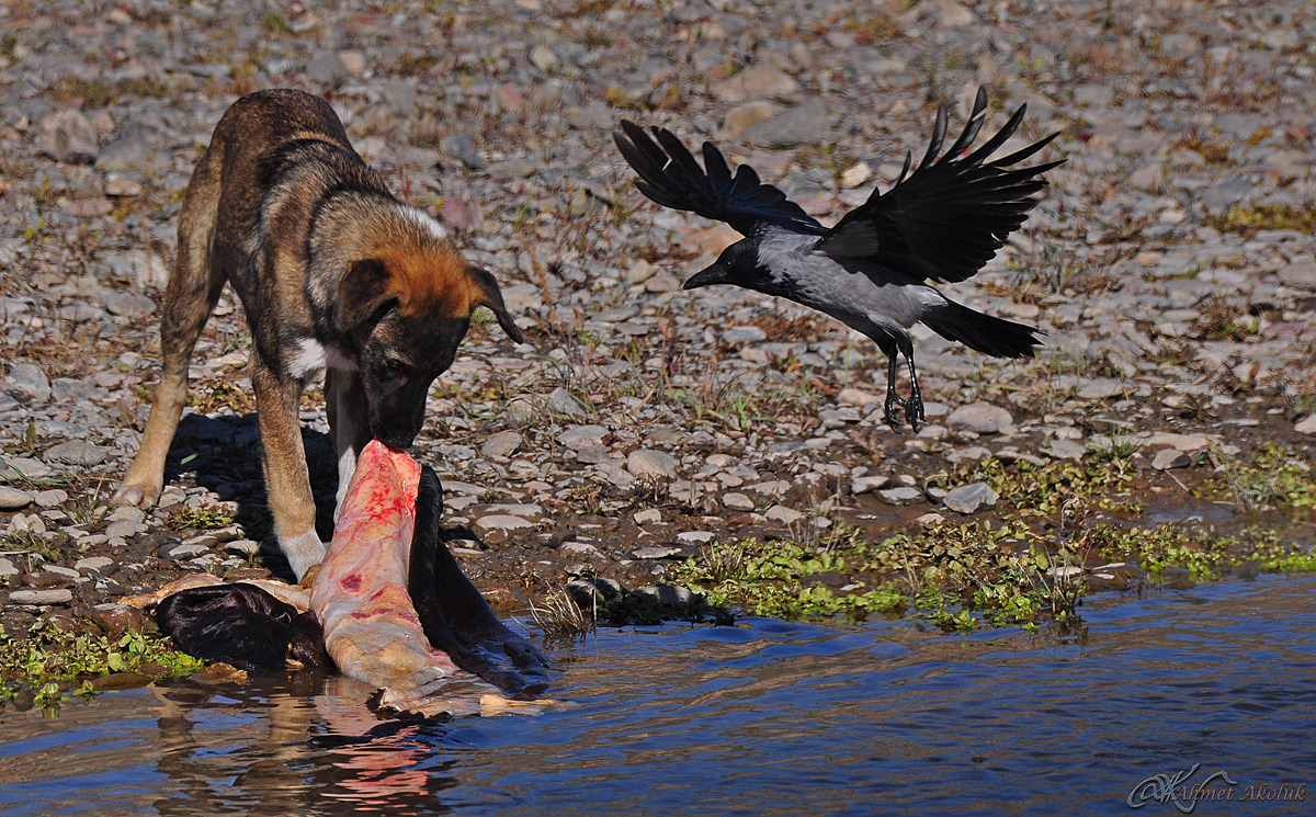 Leş kargası » Hooded Crow » Corvus cornix