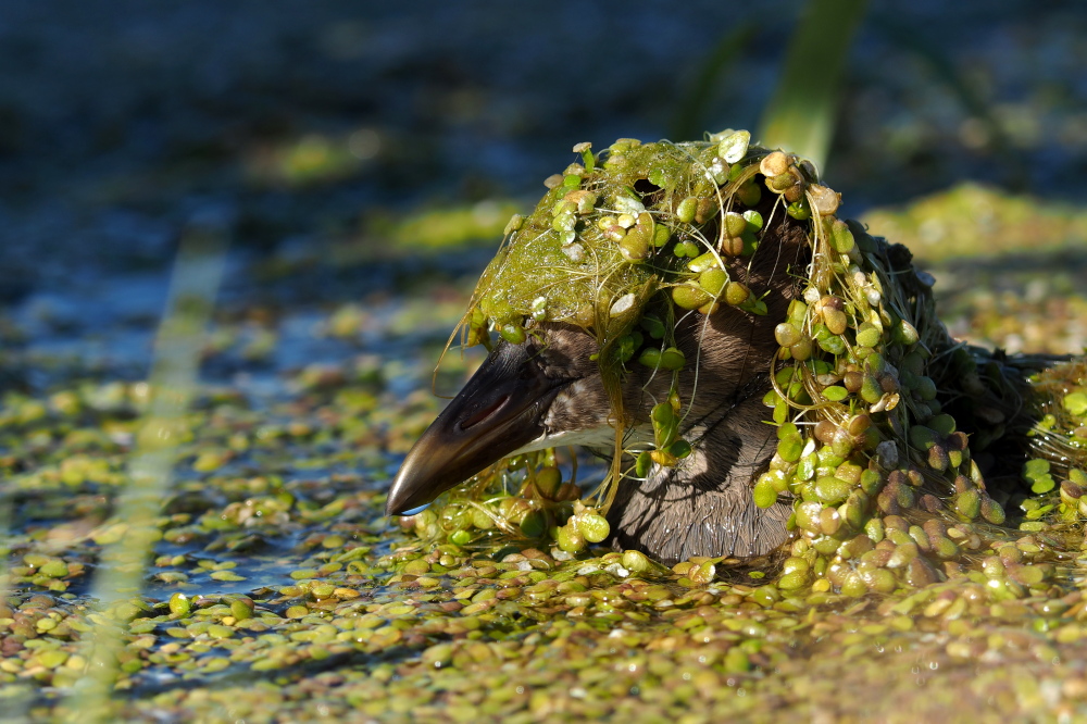 Sutavuğu » Common Moorhen » Gallinula chloropus