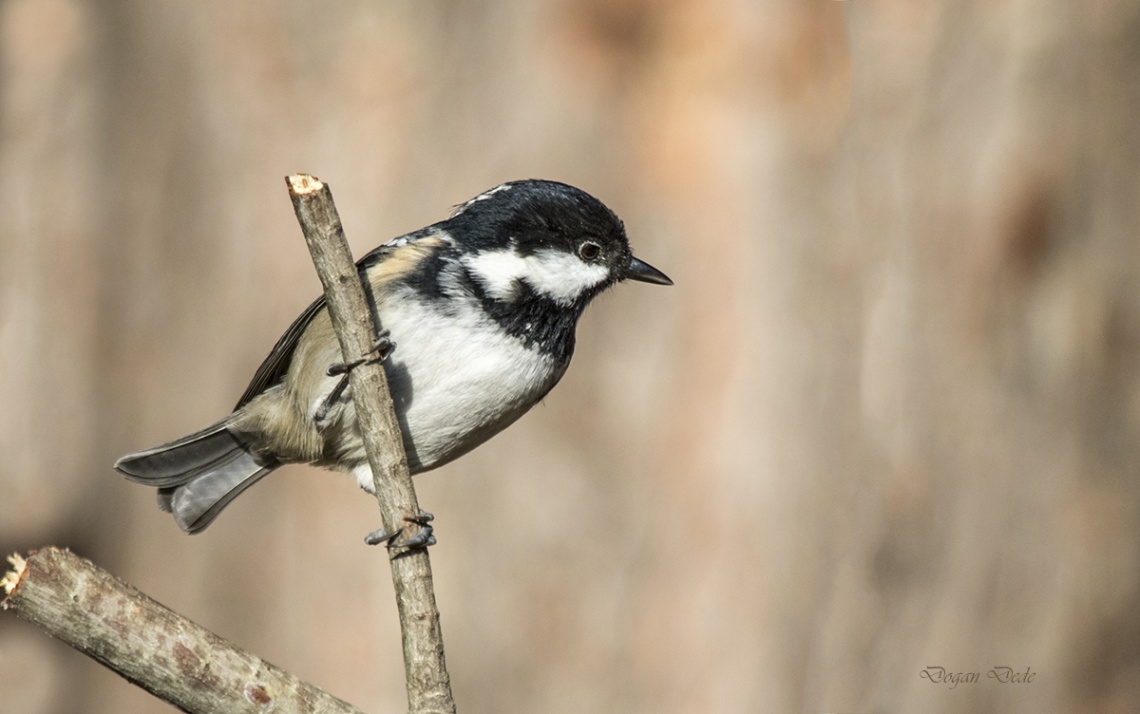 Çam baştankarası » Coal Tit » Periparus ater