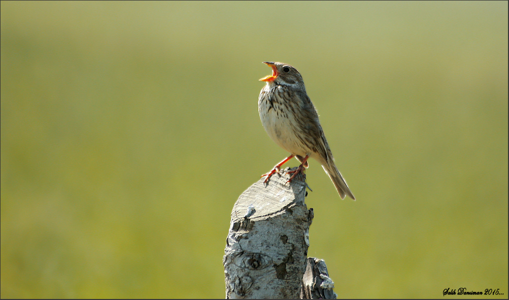 Tarla kirazkuşu » Corn Bunting » Emberiza calandra