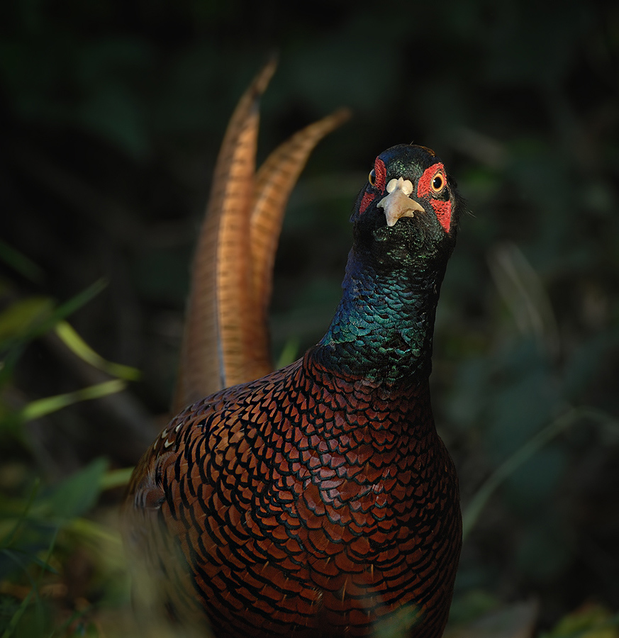 Sülün » Common Pheasant » Phasianus colchicus