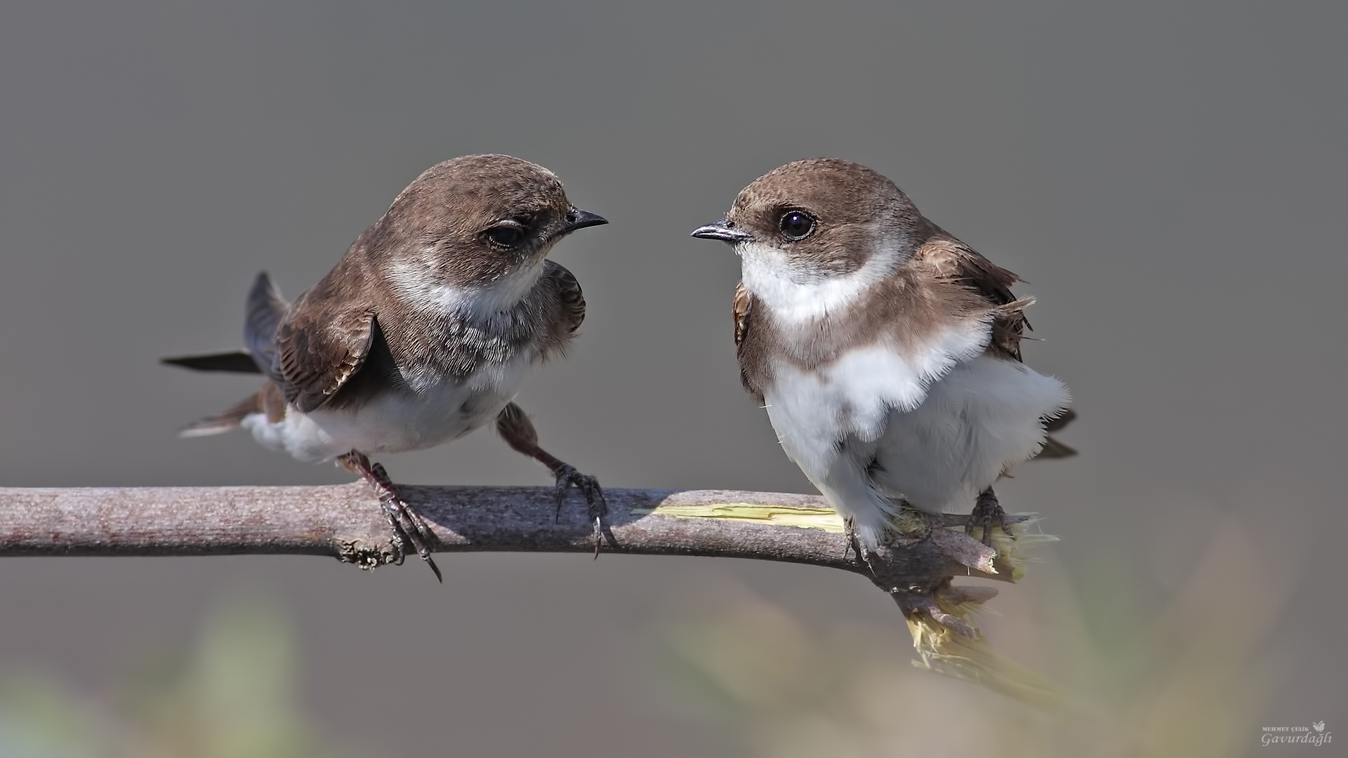 Kum kırlangıcı » Sand Martin » Riparia riparia