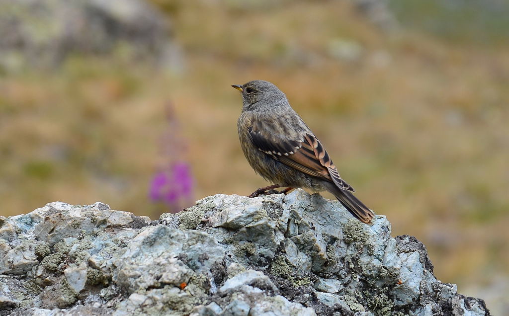 Büyük dağbülbülü » Alpine Accentor » Prunella collaris
