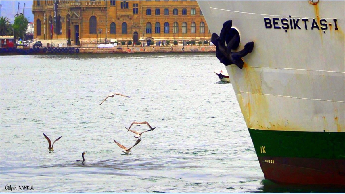 Karabatak » Great Cormorant » Phalacrocorax carbo