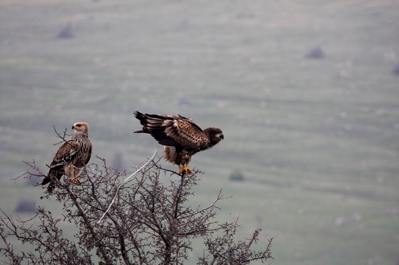 Akkuyruklu kartal » White-tailed Eagle » Haliaeetus albicilla