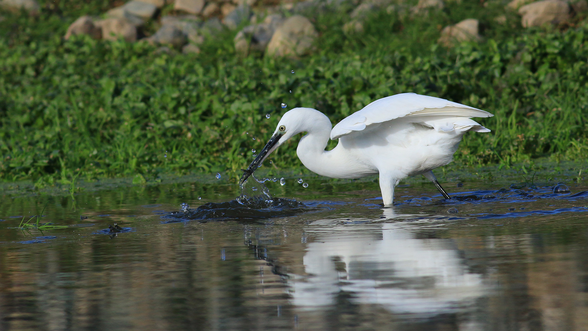 Küçük ak balıkçıl » Little Egret » Egretta garzetta