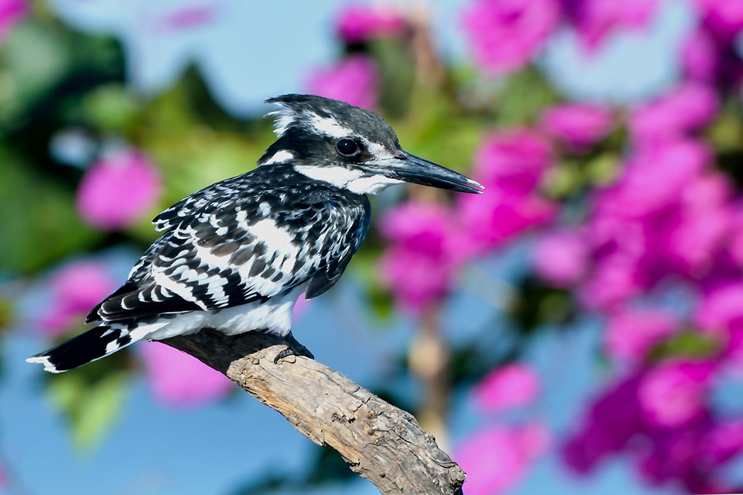 Alaca yalıçapkını » Pied Kingfisher » Ceryle rudis