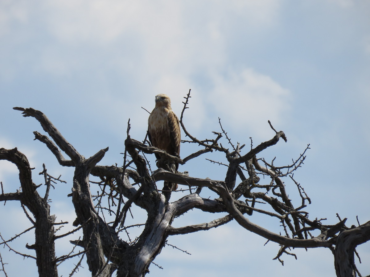 Kızıl şahin » Long-legged Buzzard » Buteo rufinus