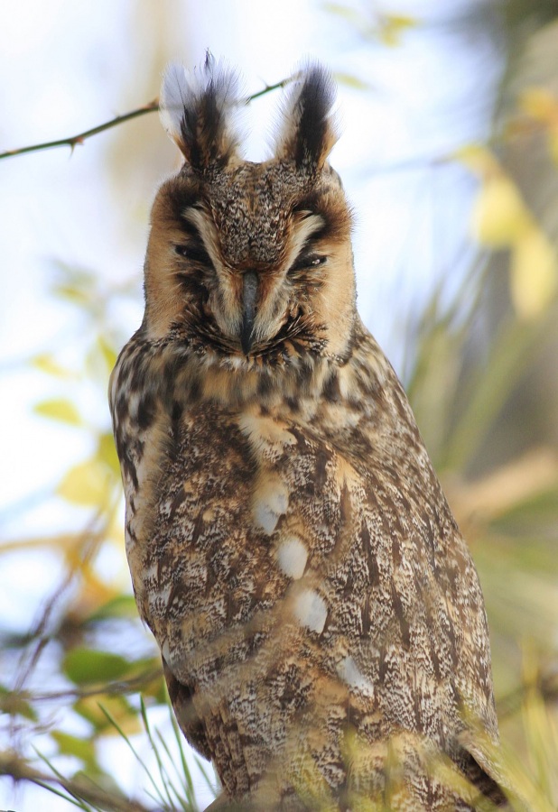 Kulaklı orman baykuşu » Long-eared Owl » Asio otus