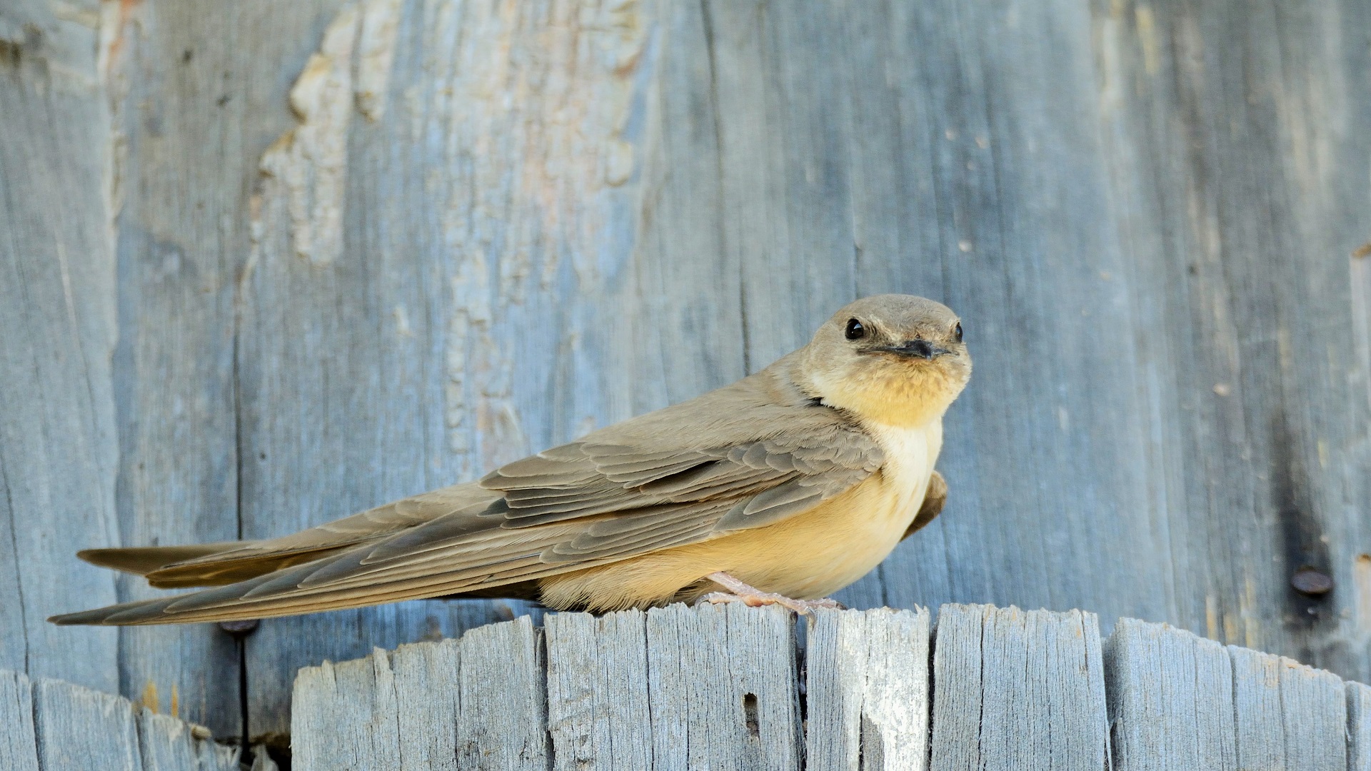 Kaya kırlangıcı » Eurasian Crag Martin » Ptyonoprogne rupestris