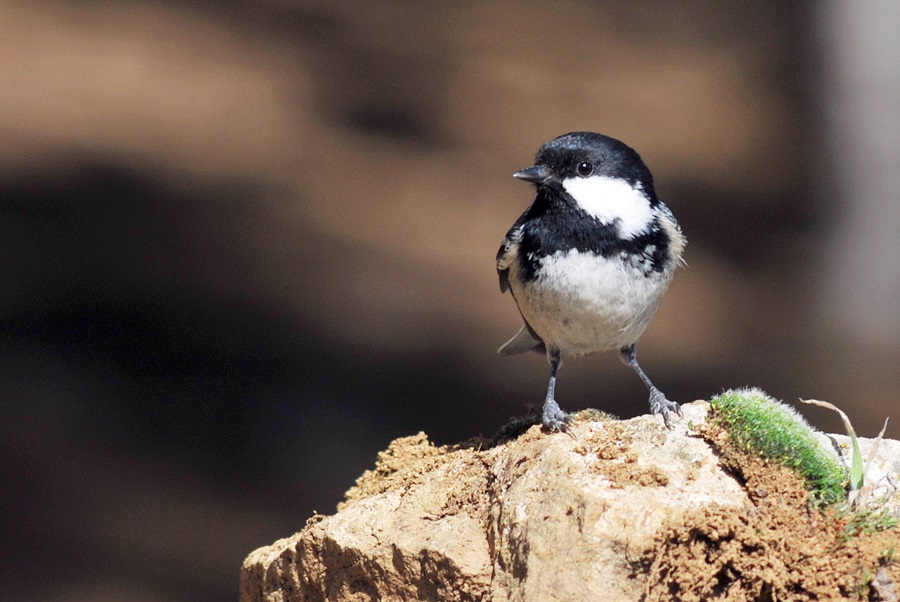 Çam baştankarası » Coal Tit » Periparus ater
