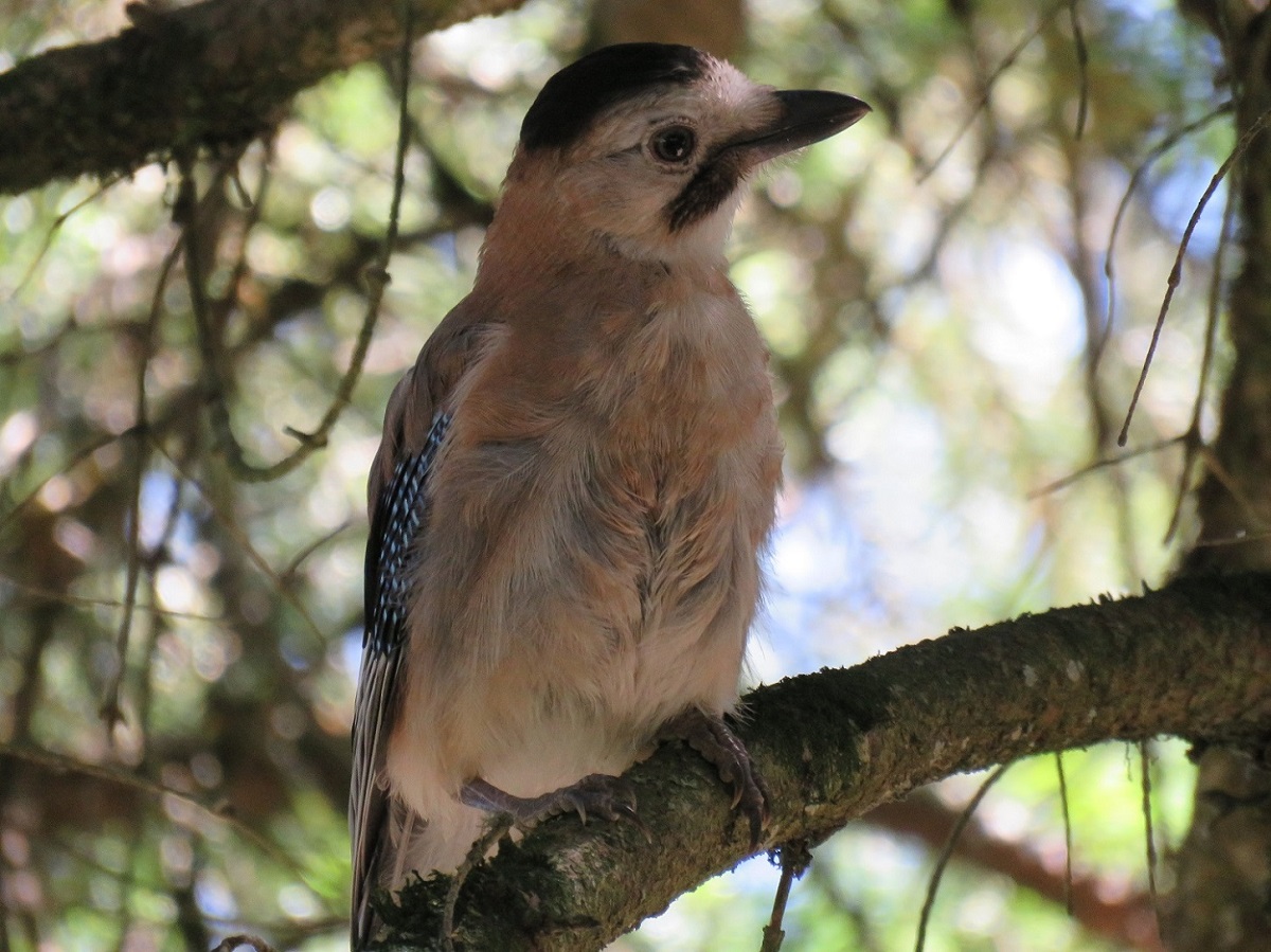 Alakarga » Eurasian Jay » Garrulus glandarius