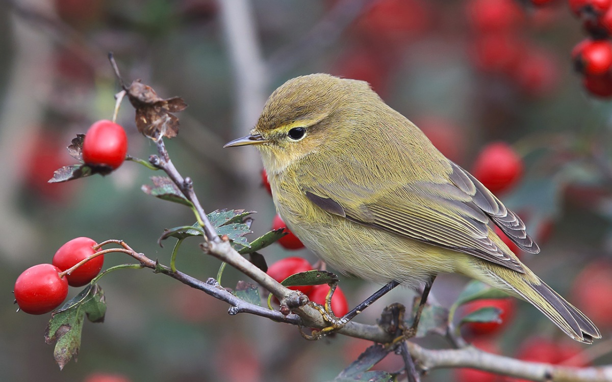 Çıvgın » Common Chiffchaff » Phylloscopus collybita
