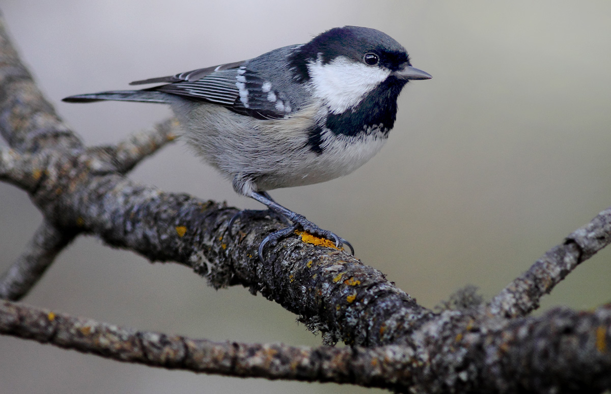 Çam baştankarası » Coal Tit » Periparus ater