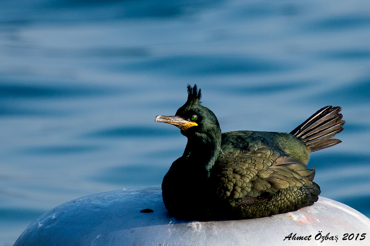 Tepeli karabatak » European Shag » Gulosus aristotelis