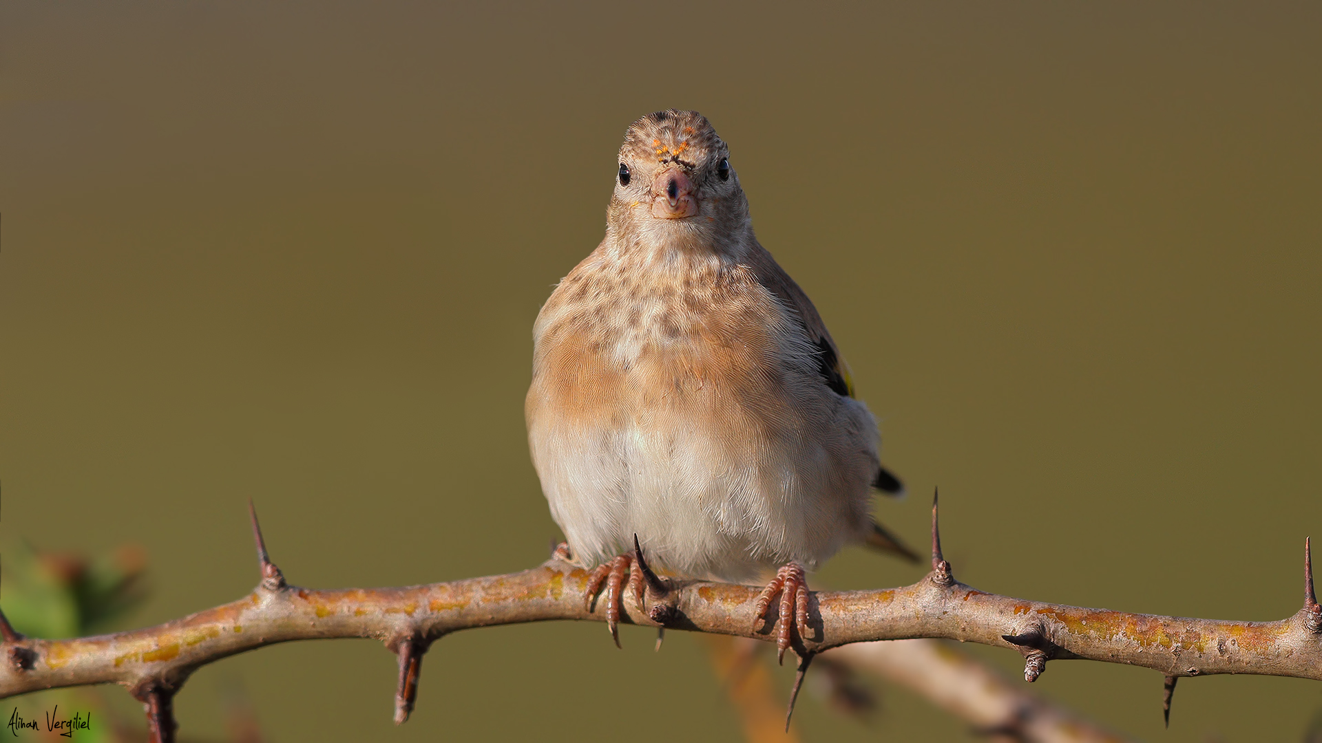 Saka » European Goldfinch » Carduelis carduelis