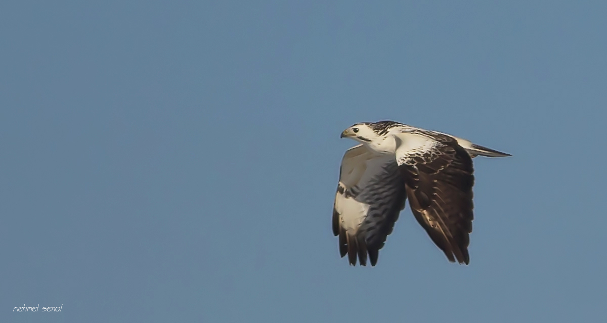Şahin » Common Buzzard » Buteo buteo