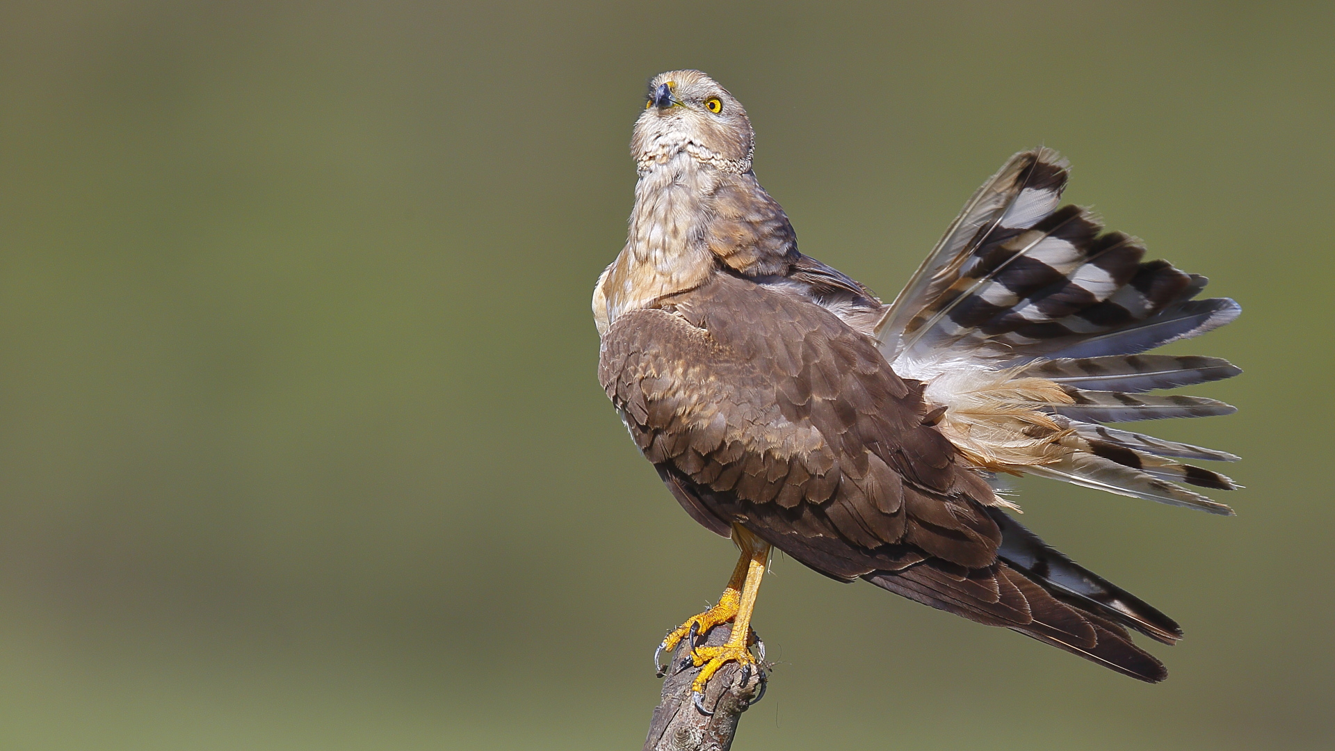 Bozkır delicesi