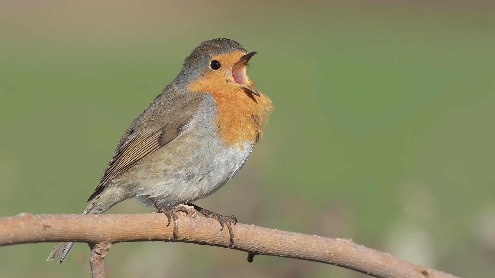 Kızılgerdan » European Robin » Erithacus rubecula