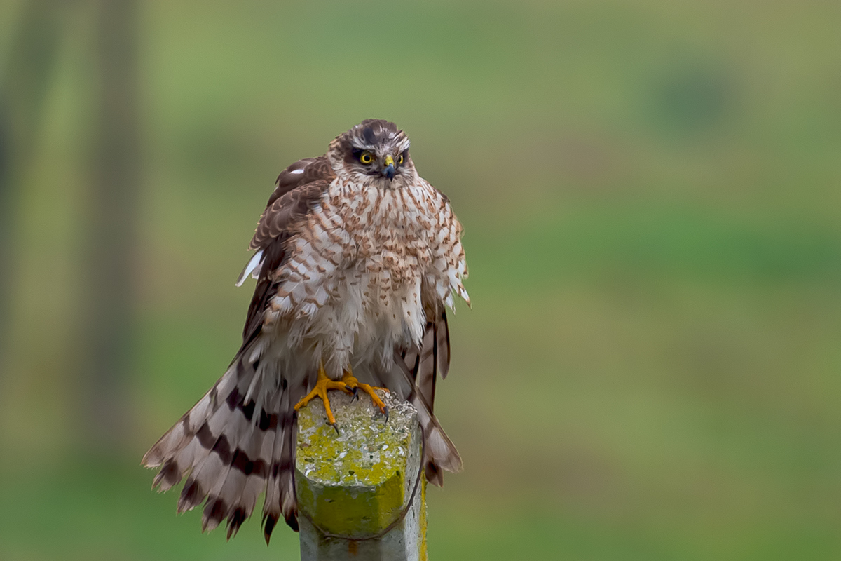 Atmaca » Eurasian Sparrowhawk » Accipiter nisus