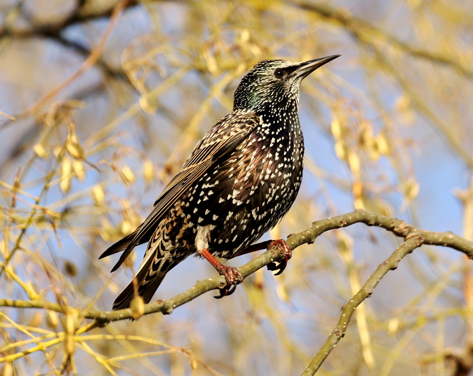 Sığırcık » Common Starling » Sturnus vulgaris