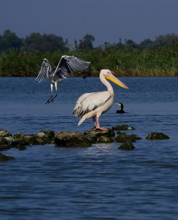 Ak pelikan » Great White Pelican » Pelecanus onocrotalus