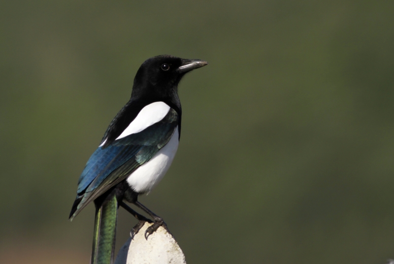 Saksağan » Eurasian Magpie » Pica pica