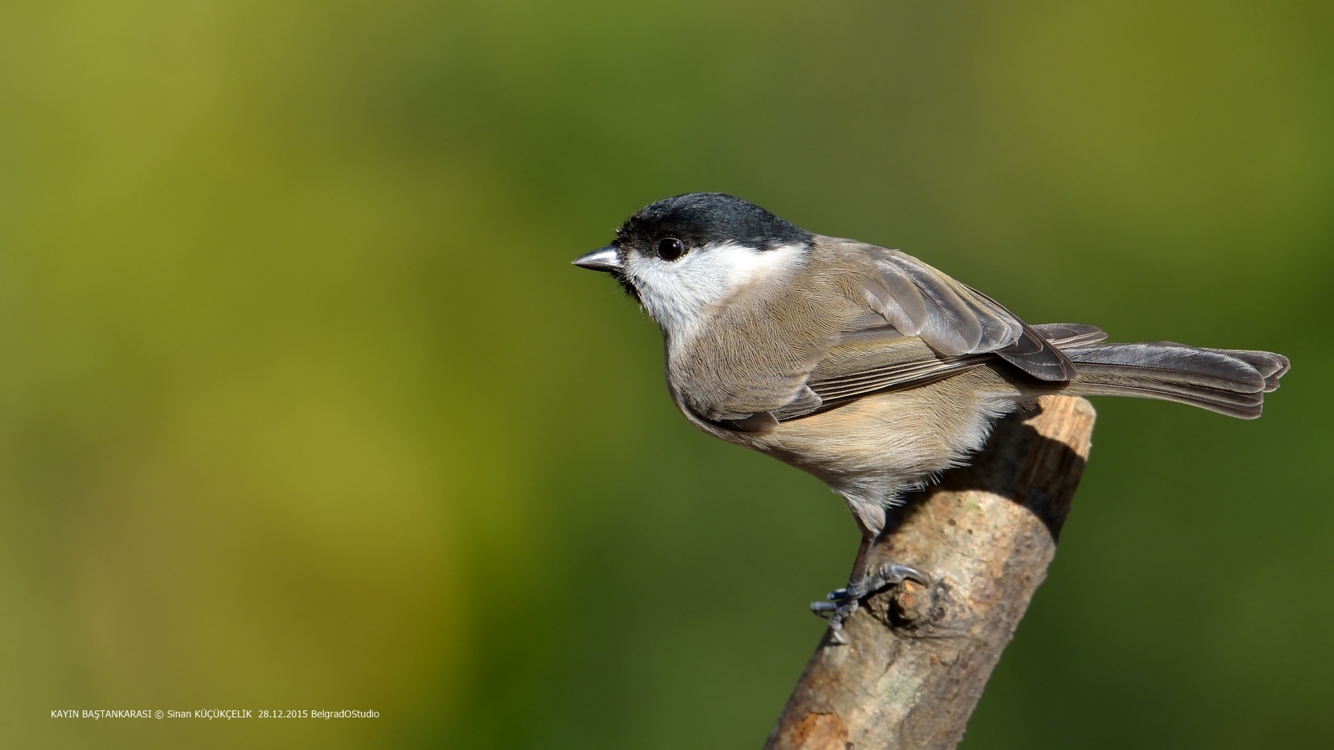 Kayın baştankarası » Marsh Tit » Poecile palustris