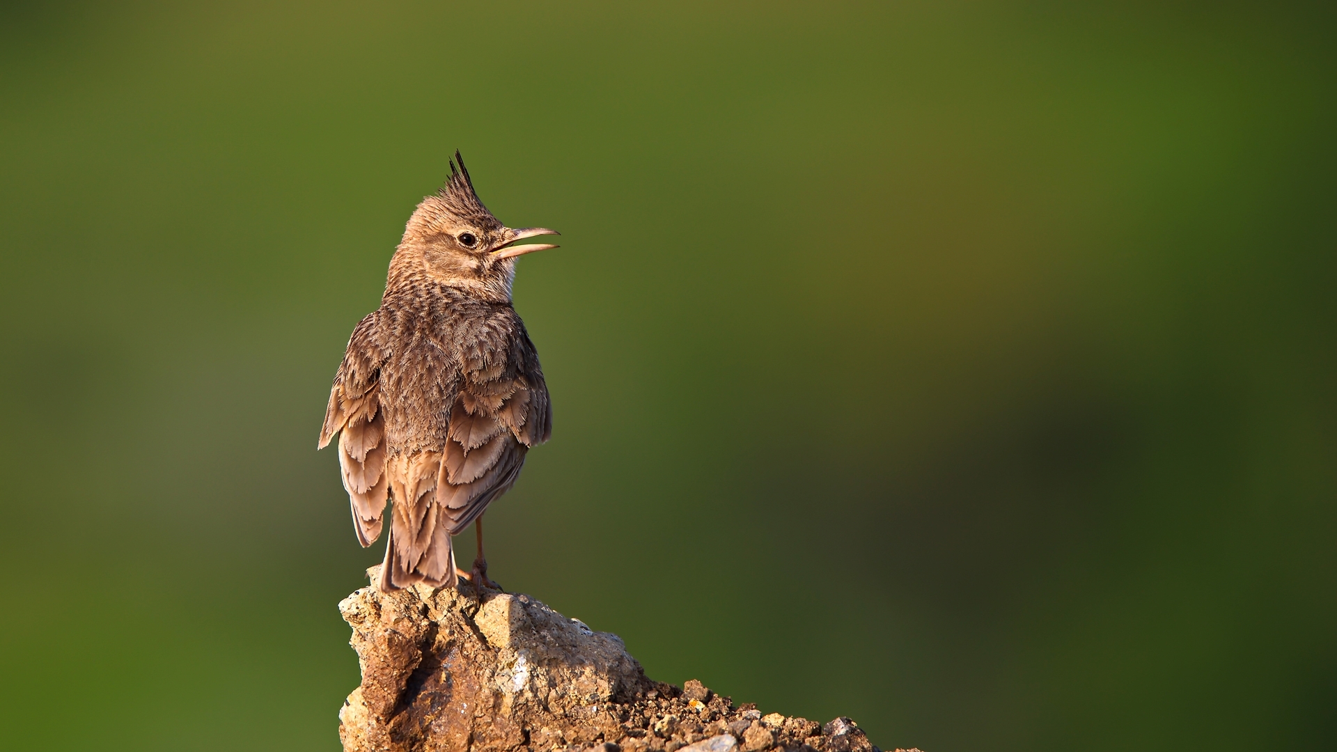 Tepeli toygar » Crested Lark » Galerida cristata