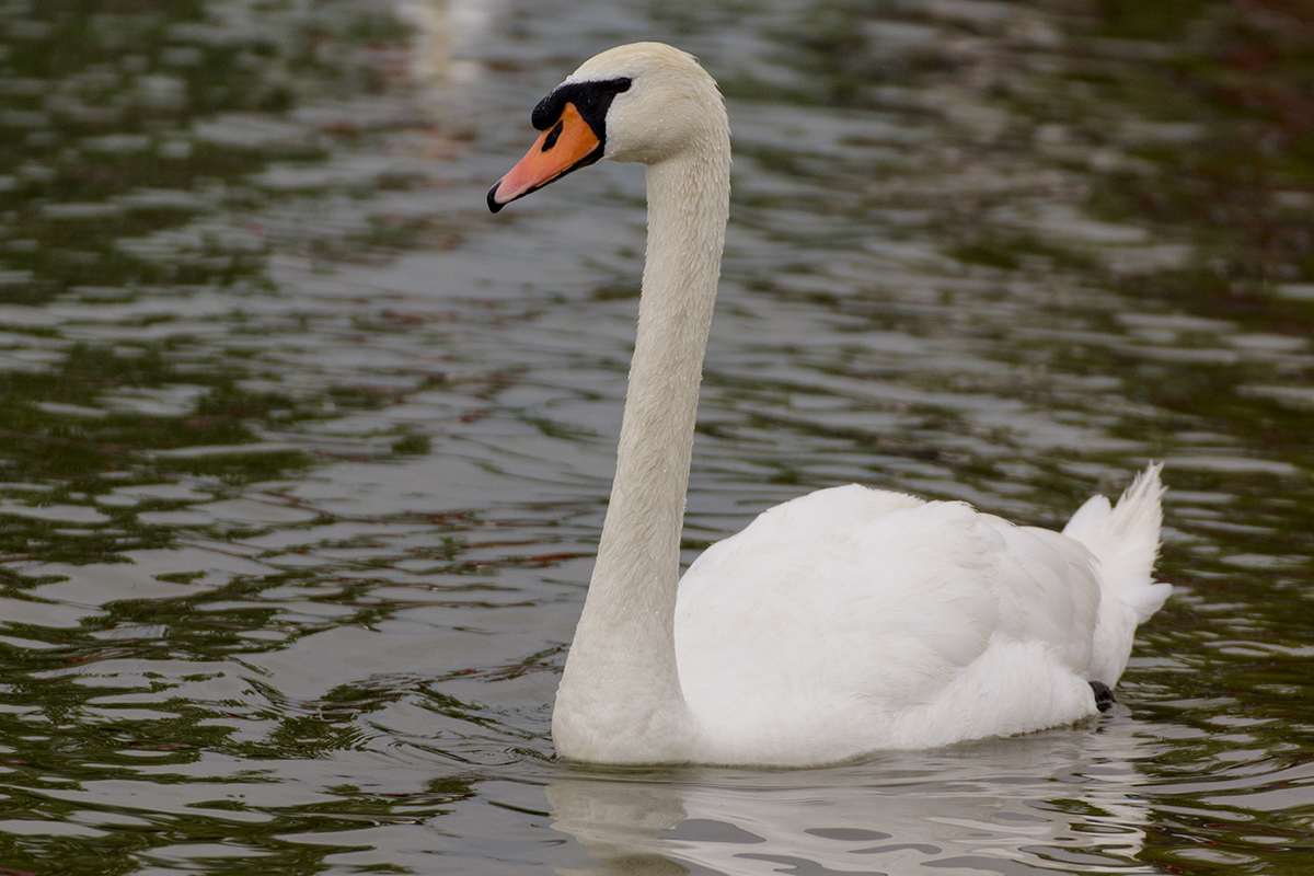 Kuğu » Mute Swan » Cygnus olor