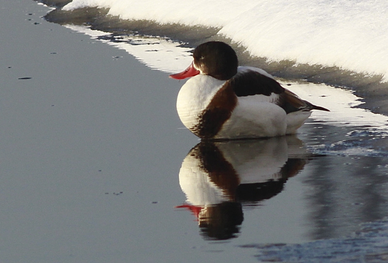 Suna » Common Shelduck » Tadorna tadorna