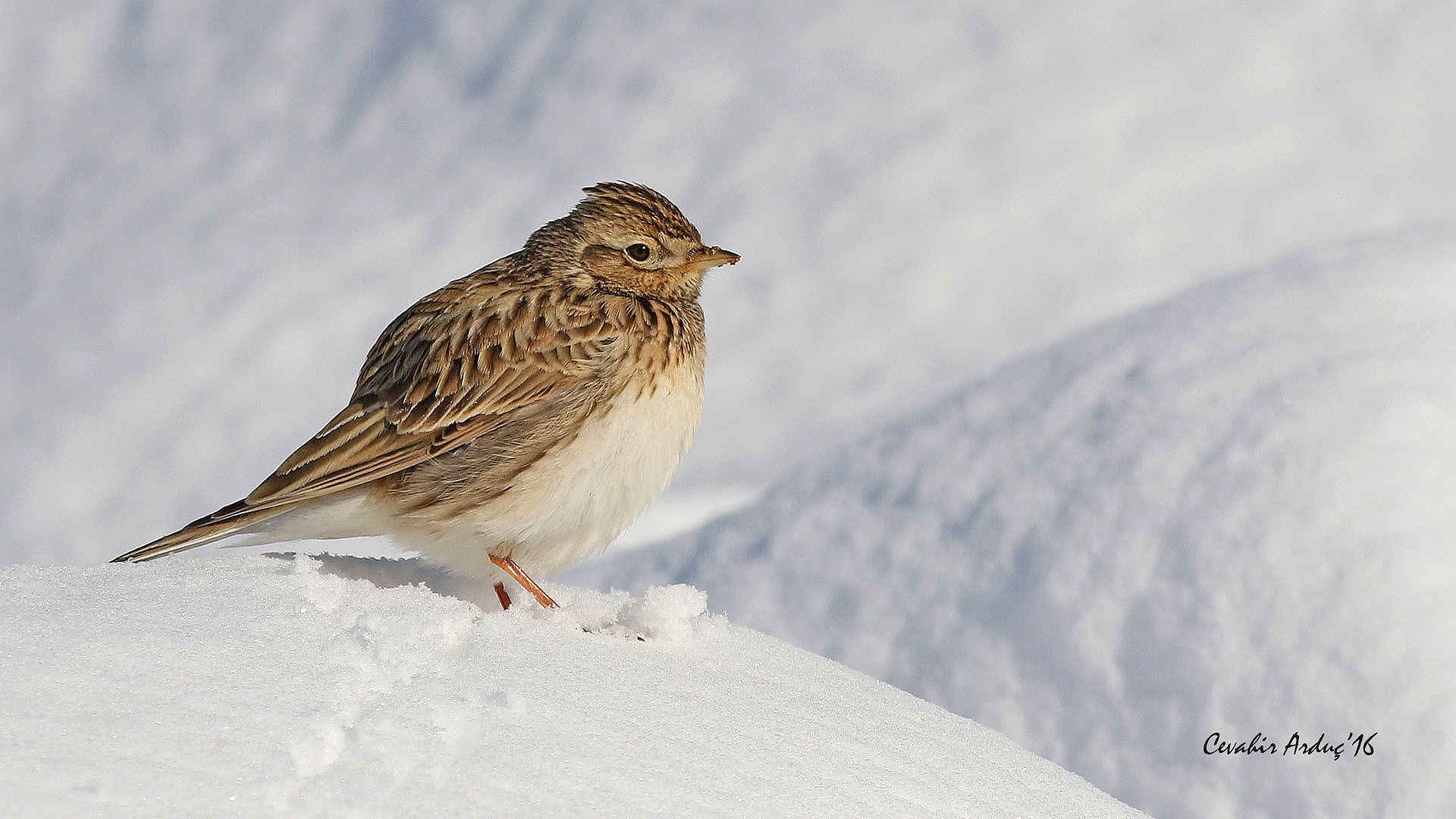 Tarlakuşu » Eurasian Skylark » Alauda arvensis