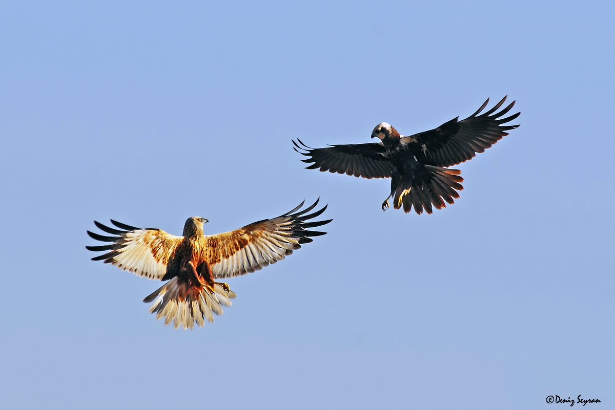 Saz delicesi » Western Marsh Harrier » Circus aeruginosus