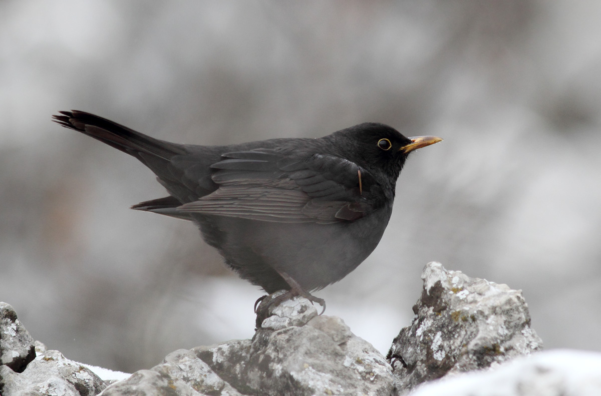 Karatavuk » Common Blackbird » Turdus merula
