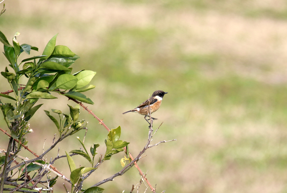 Taşkuşu » European Stonechat » Saxicola rubicola